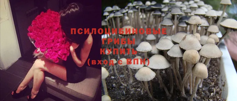 KRAKEN tor  Рыбное  Галлюциногенные грибы MAGIC MUSHROOMS 